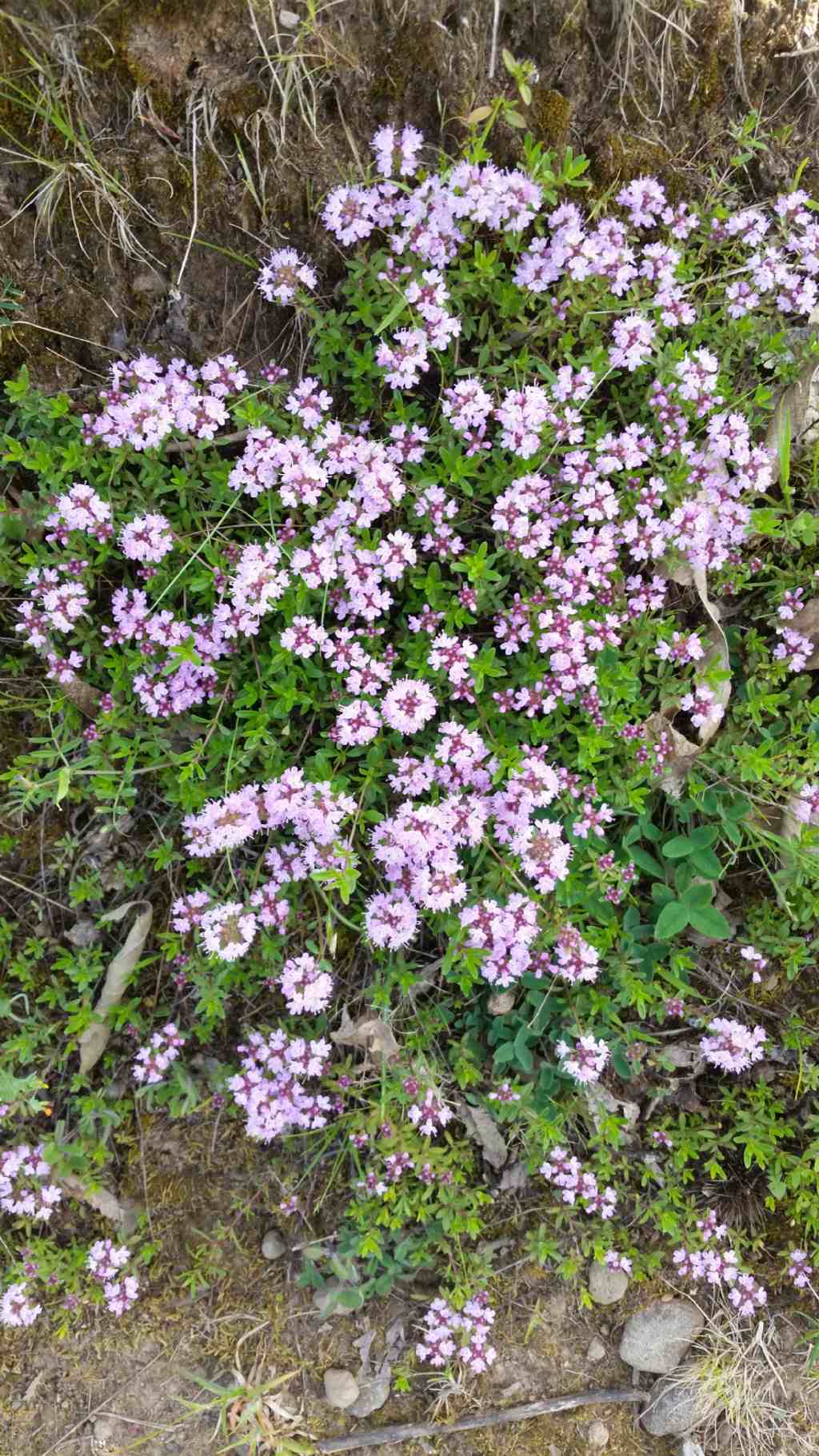 Thymus sp.